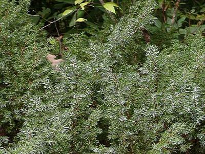 Juniperus communis 'Berkshire'