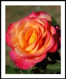 Oregold Rose