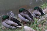 Three Ducks pbase.jpg