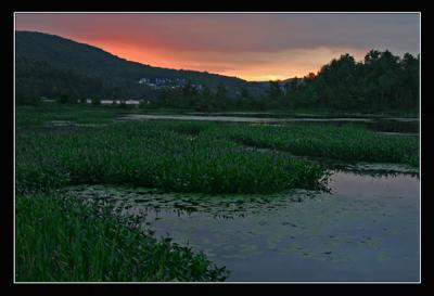 Lily Pond Sunset