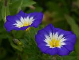 Glorious Blue