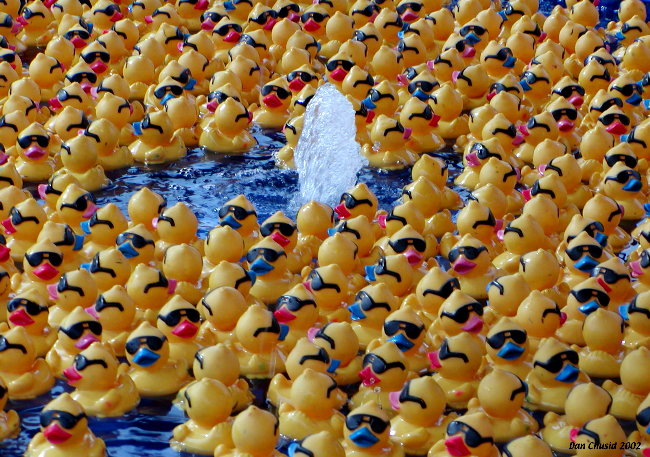 Duckfest