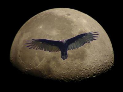 Vulture Moon