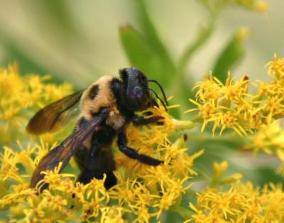 u6/canon_300d/medium/35315794.2609Bee.jpg