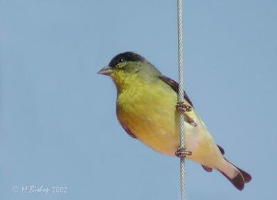 Lesser Goldfinch on wire.jpg