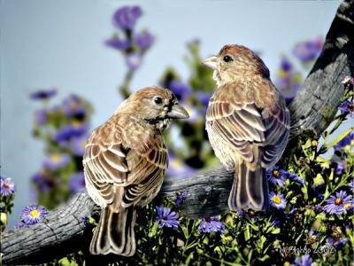 Two-birds.jpg