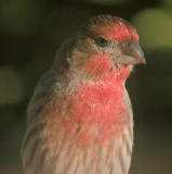 House Finch Closeup with Kenko