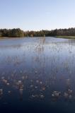slt_beatonbogs_153.jpg
