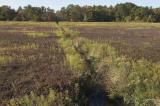 slt_beatonbogs_206.jpg