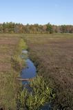 slt_beatonbogs_214.jpg