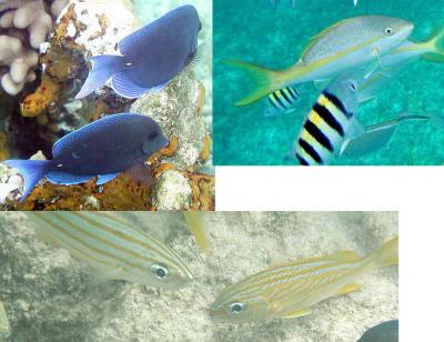 Blue butterfly fish?
Single Yellow - Fusileer?
Black striped - Sergeant major fish?
Many yellow stipes - damsel fish?
