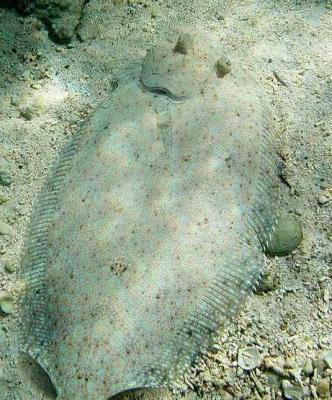 Flatfish - also from Cuba