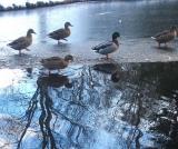 Cold ducks.jpg