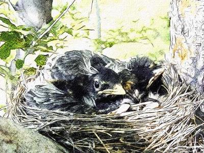 baby robins colored pencil.jpg