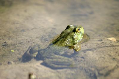 amphibians