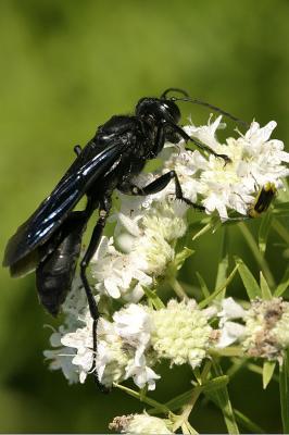IMG_4872.jpg
