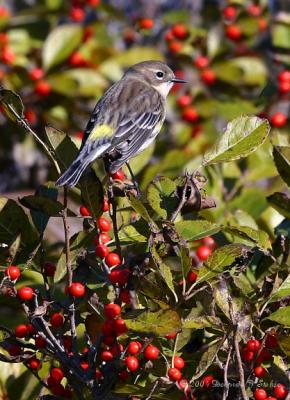 u6/cdrebel/medium/35349234.Kod1018040124YRWarbler.jpg