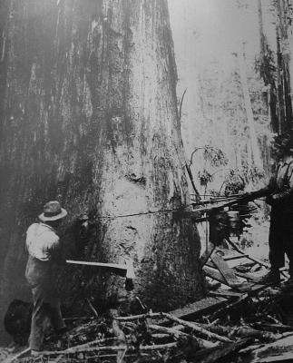 He is a lumberjack and he is okay12