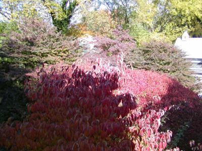 Dogwood and viburnum in autumn.jpg
