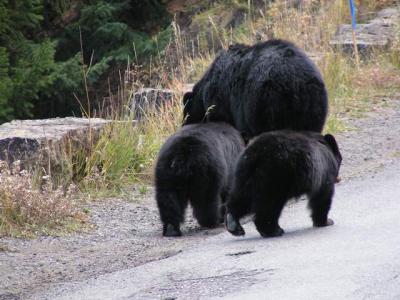 Bear family