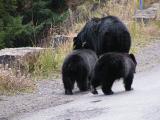 Bear family