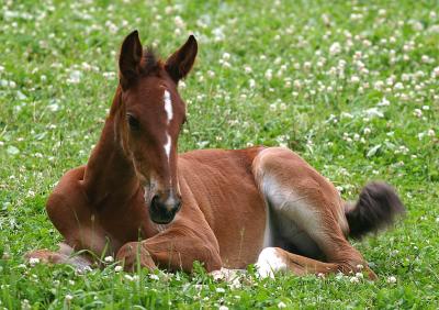 Young Foal