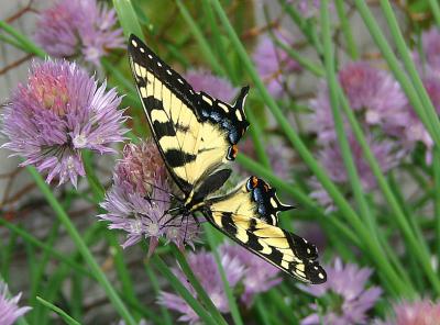 Yellow Tail Butterfly