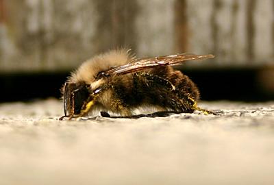 Bee Yourself