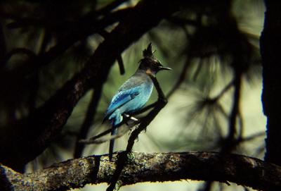 Blue Jay