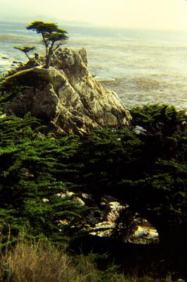 Lone Cypress - Pebble Beach