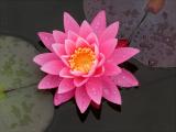 Water Lily