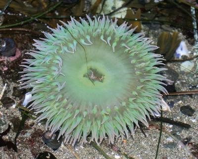 u6/cirish75/medium/32666663.44SeaAnemoneShiShiBeach.jpg