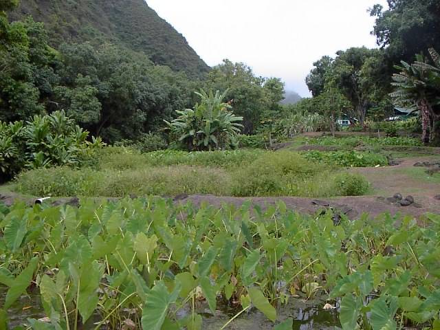 Taro Patch, Poi