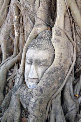 u6/clarkl/medium/37653022.em20041114dscf6753ThailandAyutthayaWatxxBuddaHeadinTree.jpg