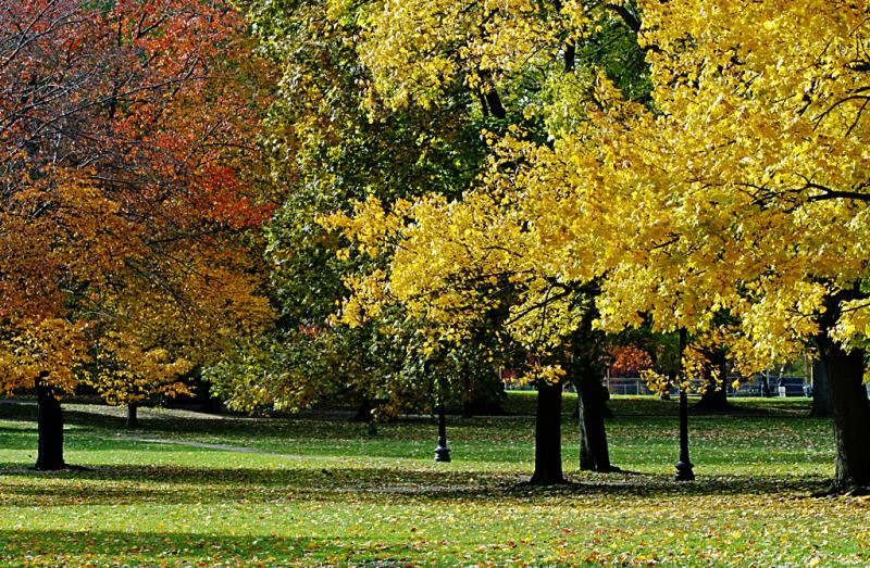 Boston common