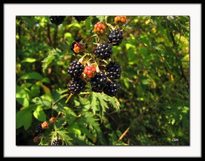 Blackberries