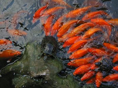 koi attack, shanghai