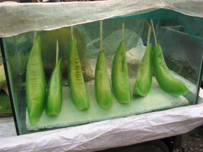 melon slices, qufu
