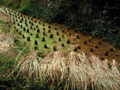 rice stalks, guilin