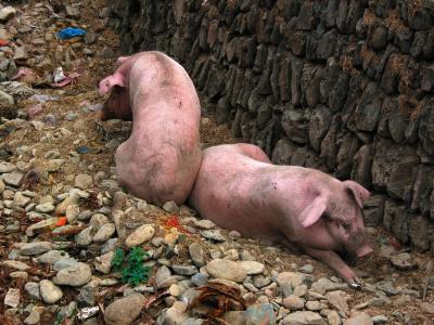 pigs in stream bed, zhaoxing