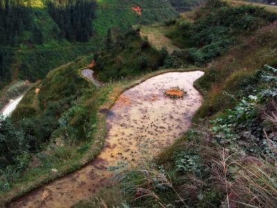 rice terraces, diping