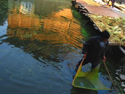 morning reflections, zhaoxin