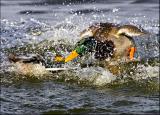 Duck Fight...