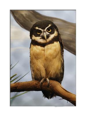 Really cute birds!