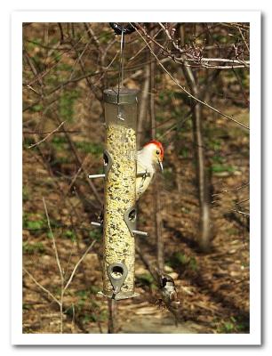 Stay off! It's MY feeder!