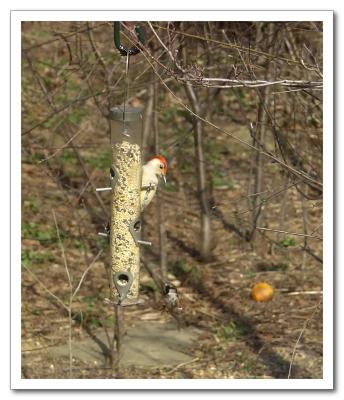 Stay off my feeder !