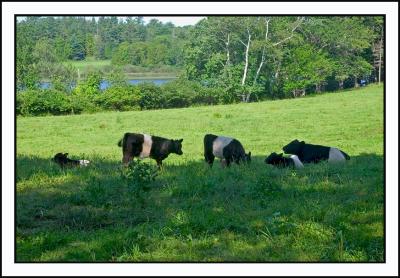 Day 3: Belted Galloway cows outside Camden.
