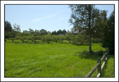 A lovely, old, apple orchard on the island.