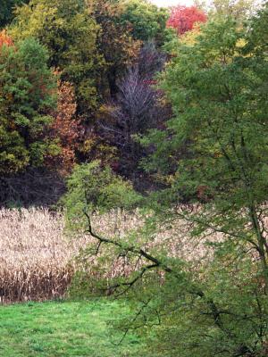 Corn Field (fall foliage)