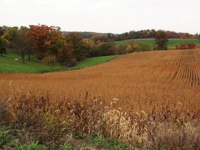 Fall Fields